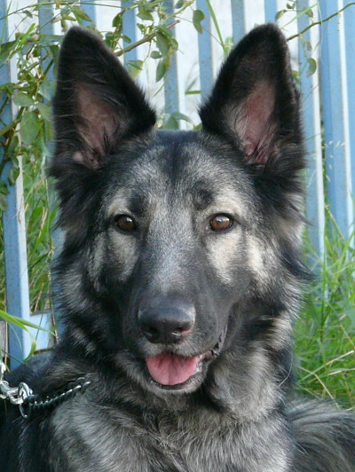 German shepherd hot sale timber wolf